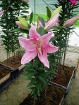 [6283 Lilium 66 No02.JPG]